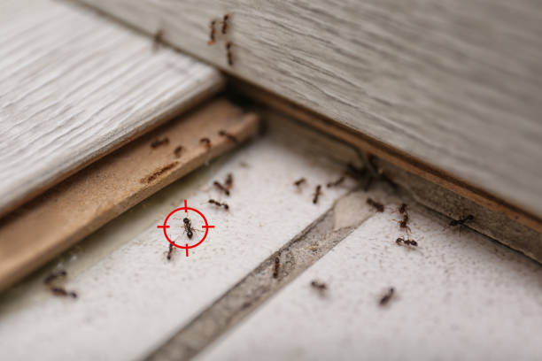 Best Flea Control Services  in Mount Ephraim, NJ