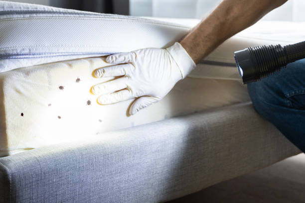 Best Affordable Pest Control Services  in Mount Ephraim, NJ