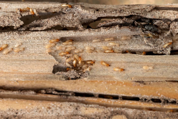 Best Commercial Pest Control Services  in Mount Ephraim, NJ